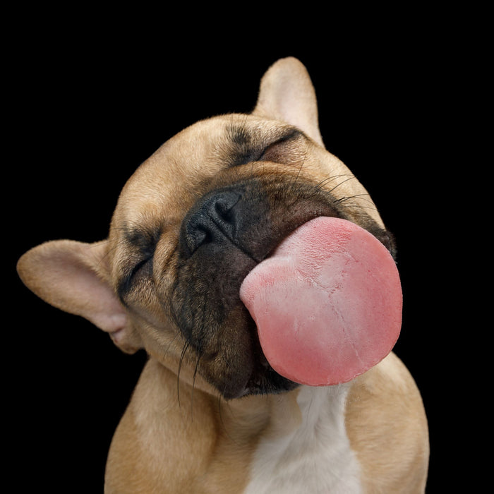 犬が舐めてくる理由とは?飼い主以外を舐める理由や注意点も解説