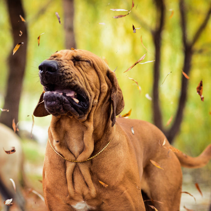 犬の逆くしゃみとは？原因や注意すべきケース、対処法を解説